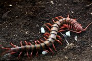 Scolopendra subspinipes 