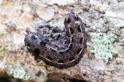 Spodoptera litura 