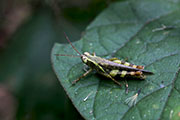 Xenocatantops humilis 