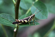 Xenocatantops humilis 