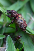 beetle unknown04 