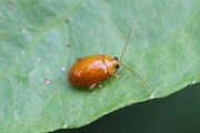 beetle unknown06 