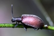 beetle unknown07 