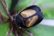 beetle unknown12 