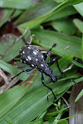 beetle unknown13 