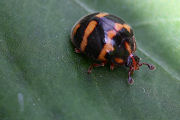 beetle unknown14 