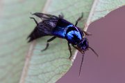 beetle unknown15 