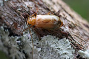 beetle unknown44 