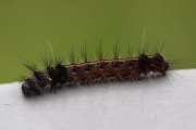 caterpillar unknown01 