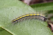 caterpillar unknown05 