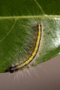 caterpillar unknown05 