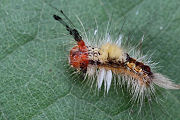 caterpillar unknown14 