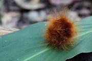 caterpillar unknown16 
