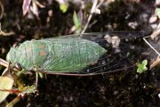 cicada unknown03 