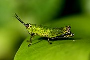grasshopper unknown02 