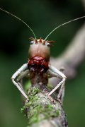 grasshopper unknown07 