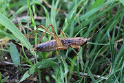 grasshopper unknown11 