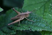grasshopper unknown15 
