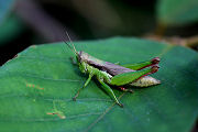 grasshopper unknown23 
