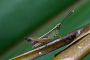 grasshopper unknown25 