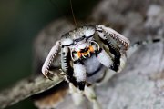 mantis unknown02 