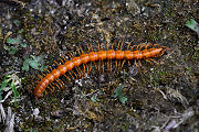 milipede unknown02 