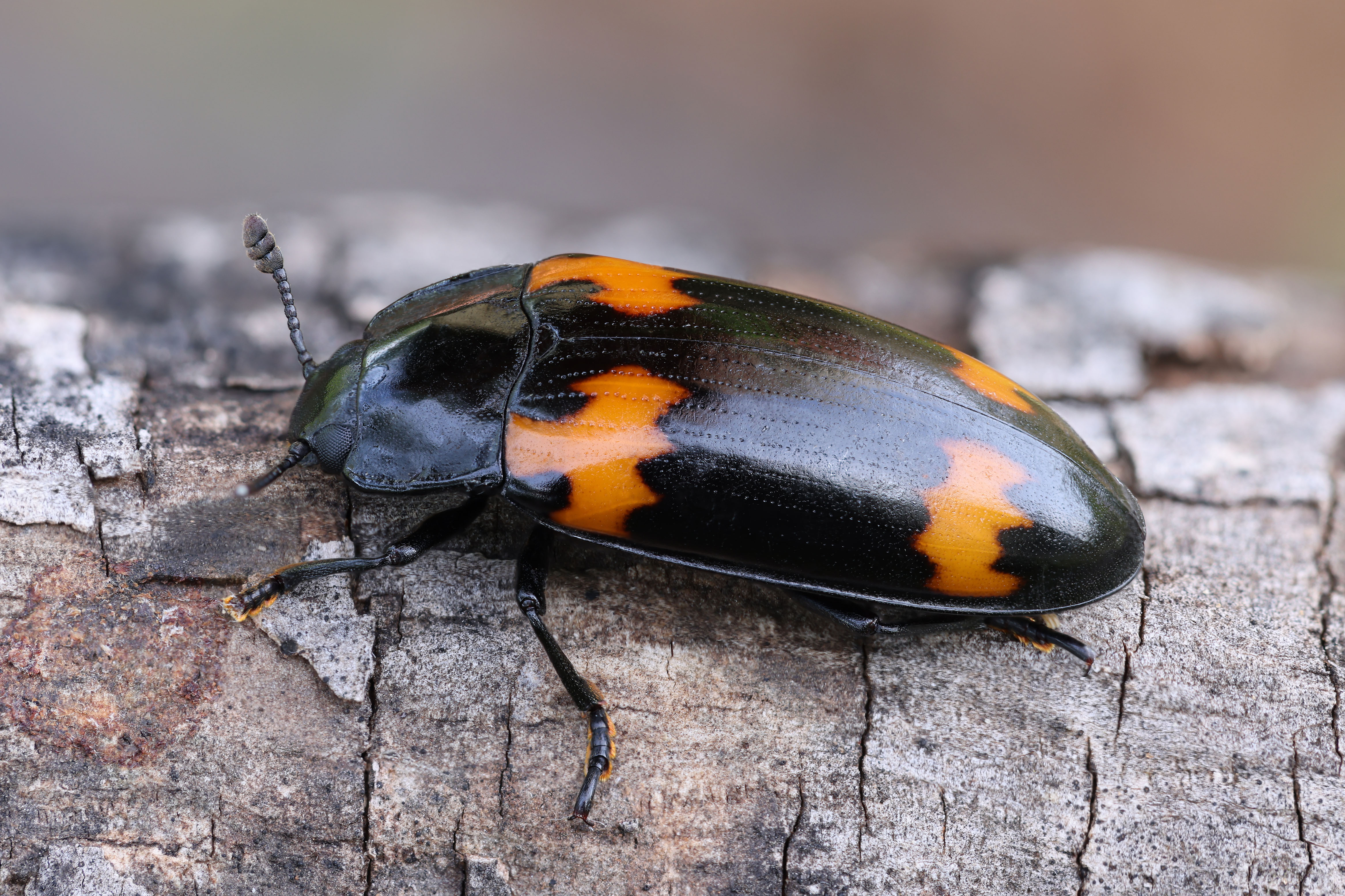 Megalodacne grandipennis