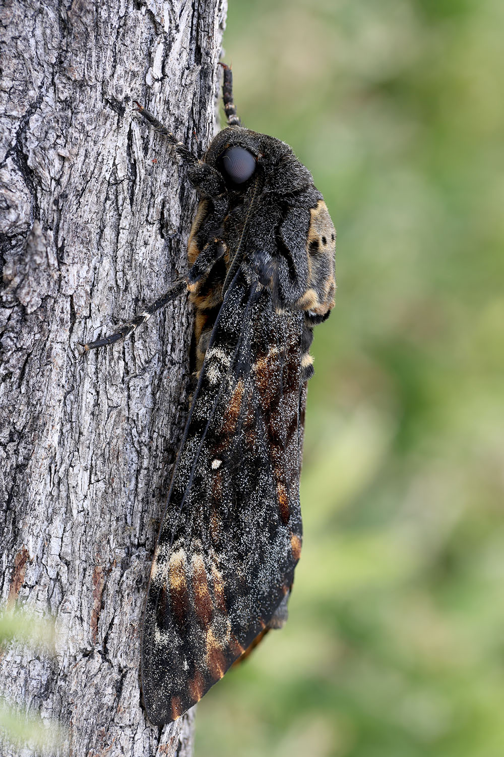 Acherontia atropos 