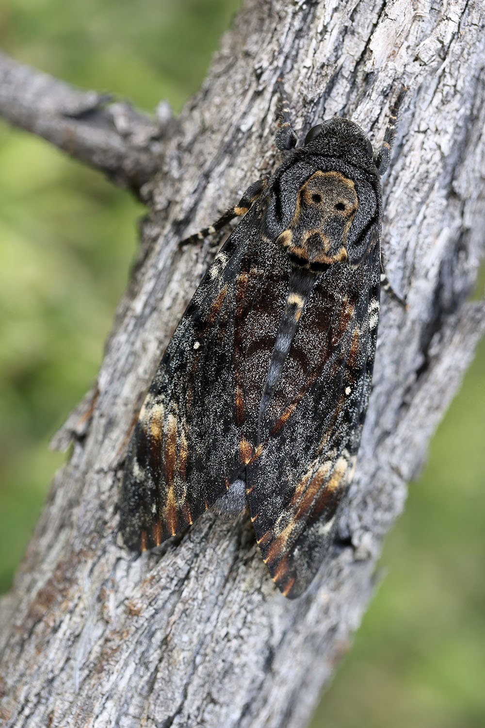 Acherontia atropos 