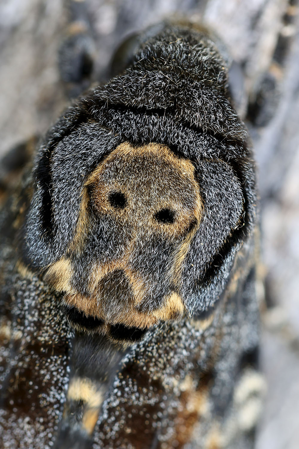 Acherontia atropos 