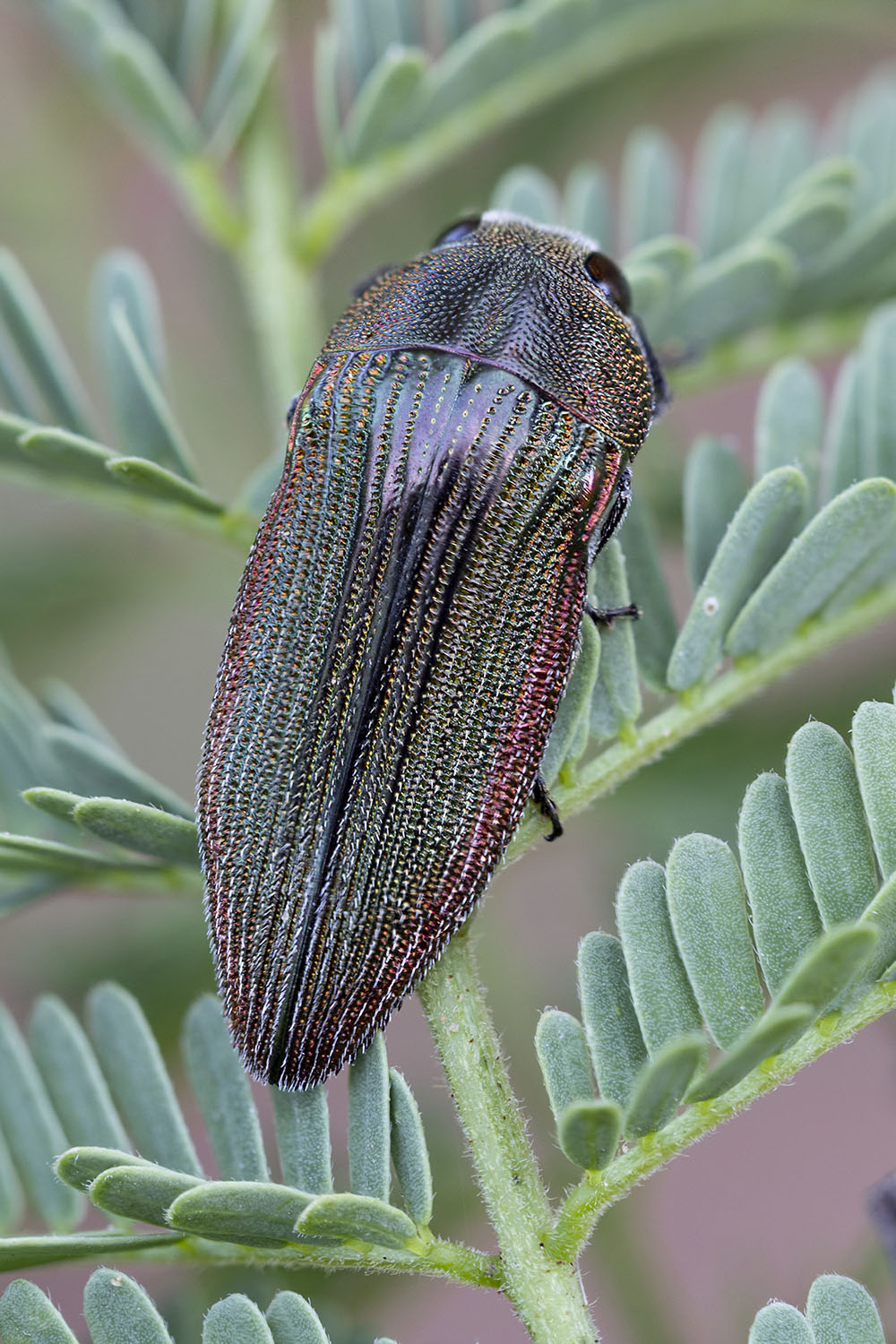 Acmaeodera sp04 