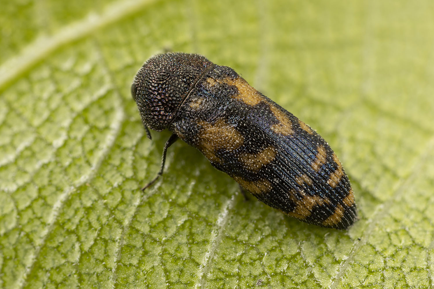 Acmaeodera sp05 