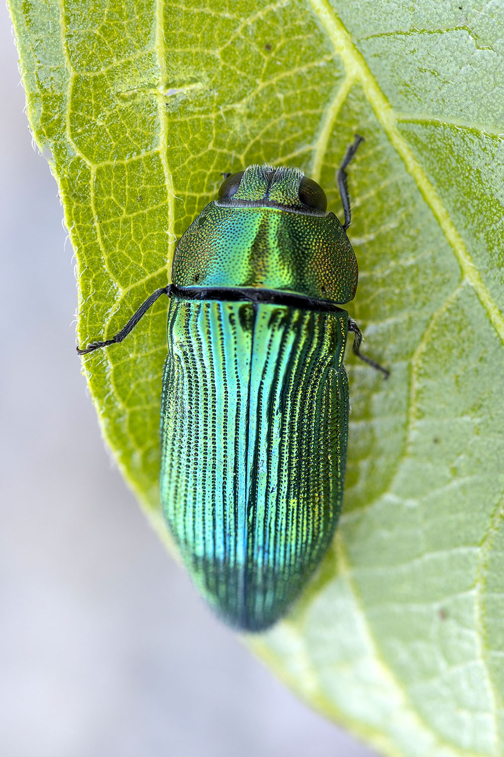 Acmaeodera sp06 