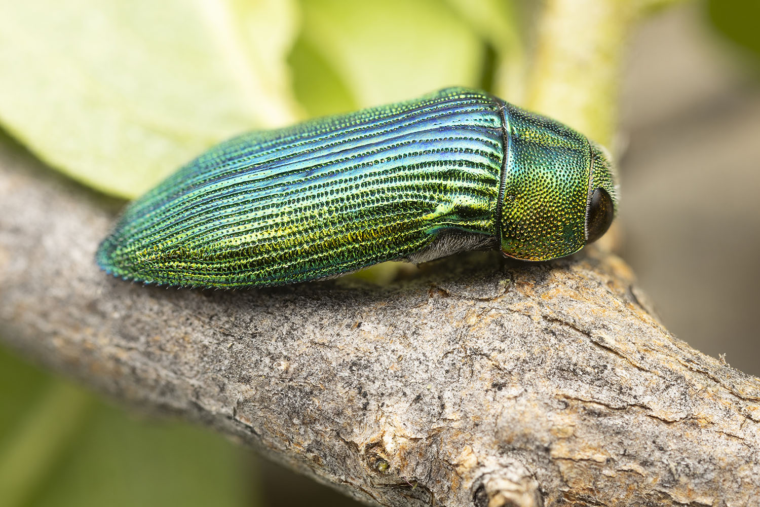 Acmaeodera sp06 