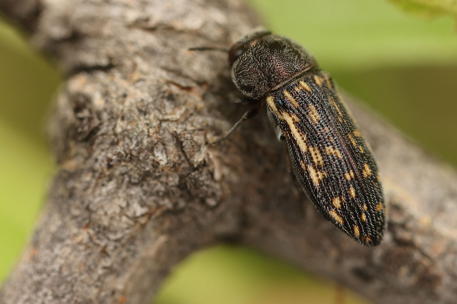 Acmaeodera sp07 