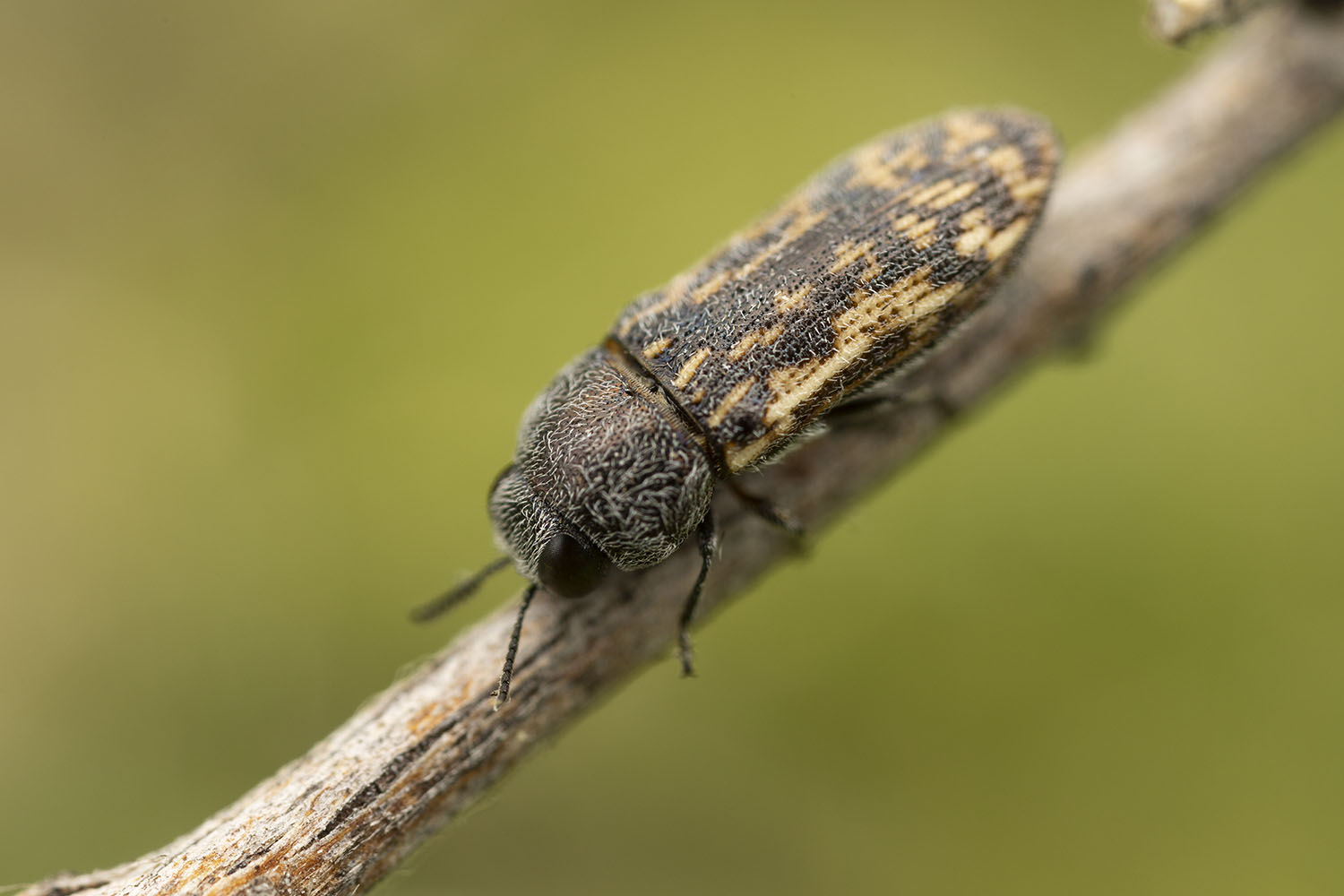 Acmaeodera sp08 