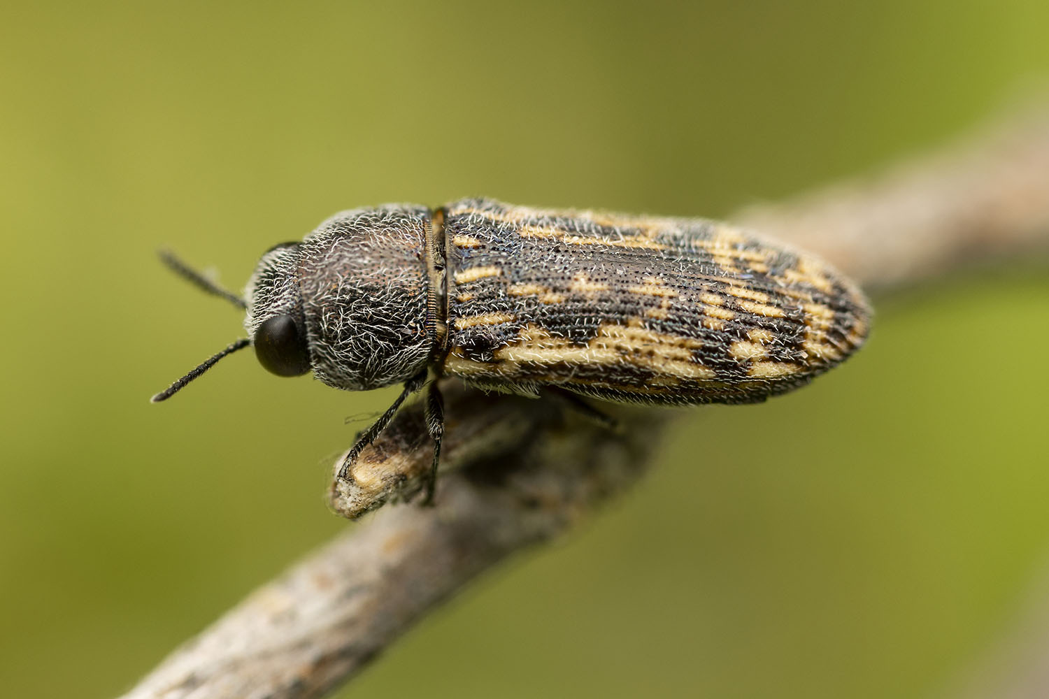 Acmaeodera sp08 