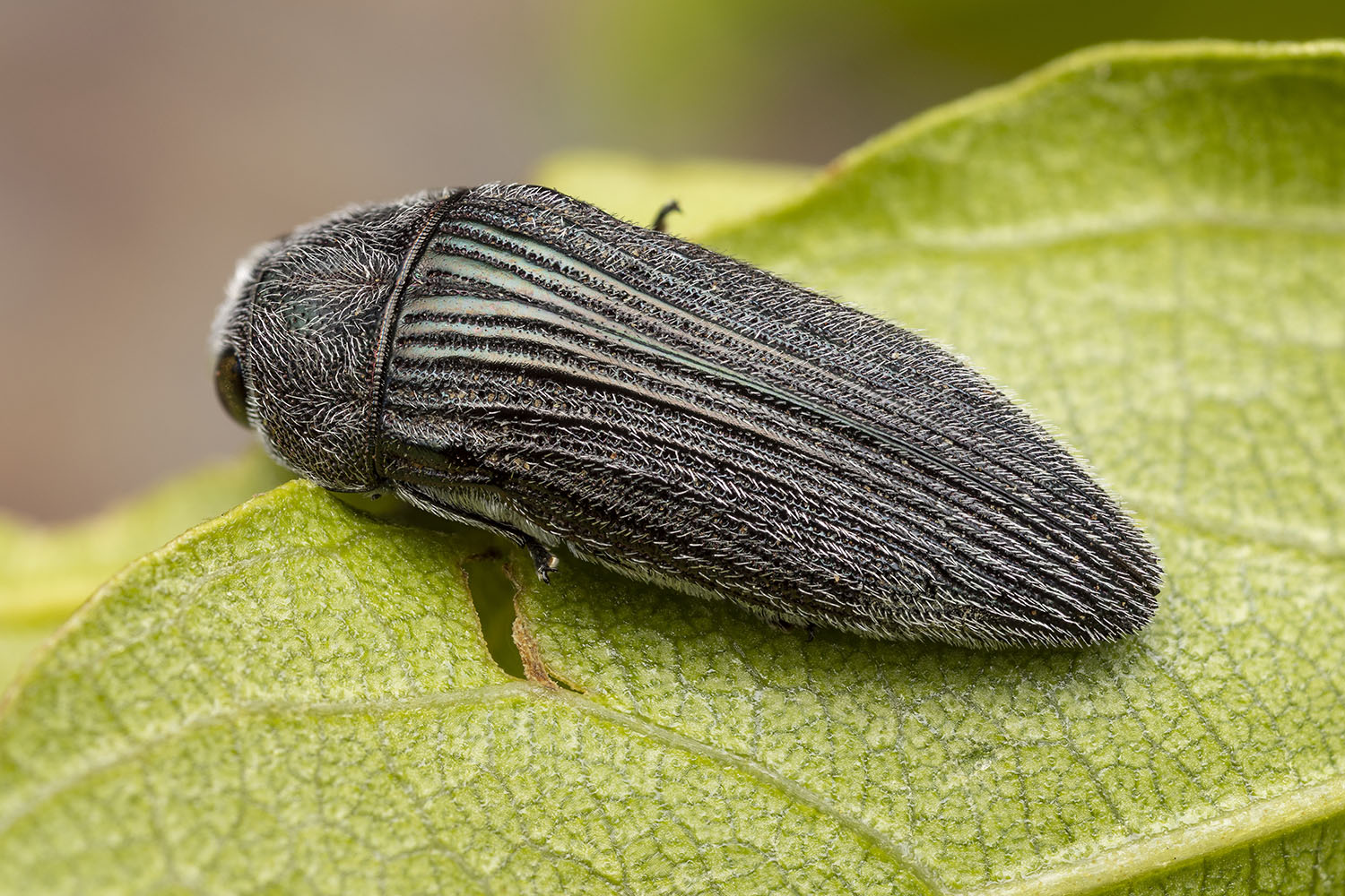 Acmaeodera sp09 