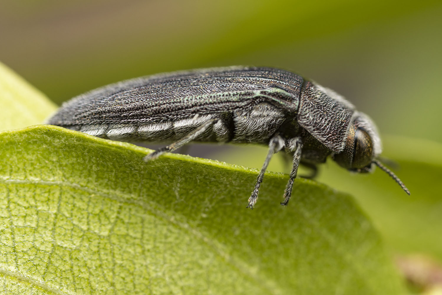 Acmaeodera sp09 