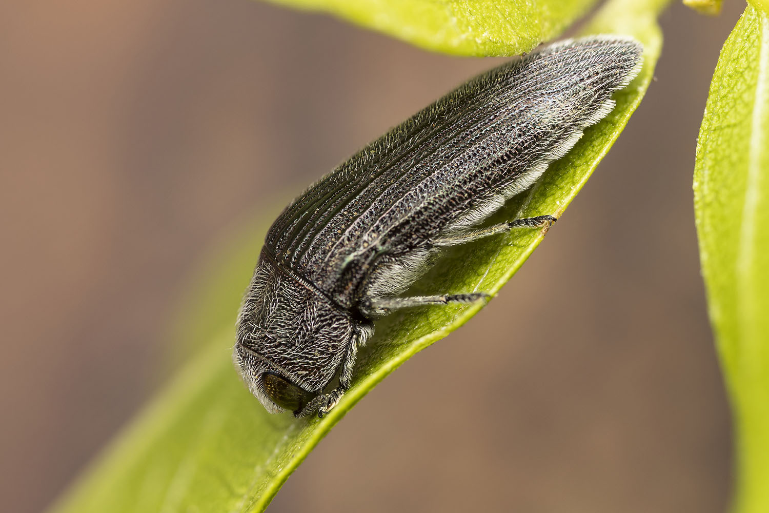 Acmaeodera sp09 