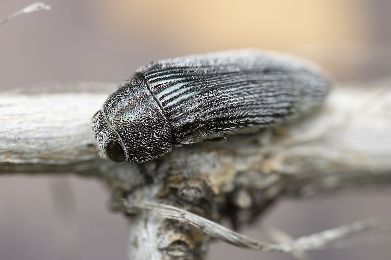 Acmaeodera sp09 