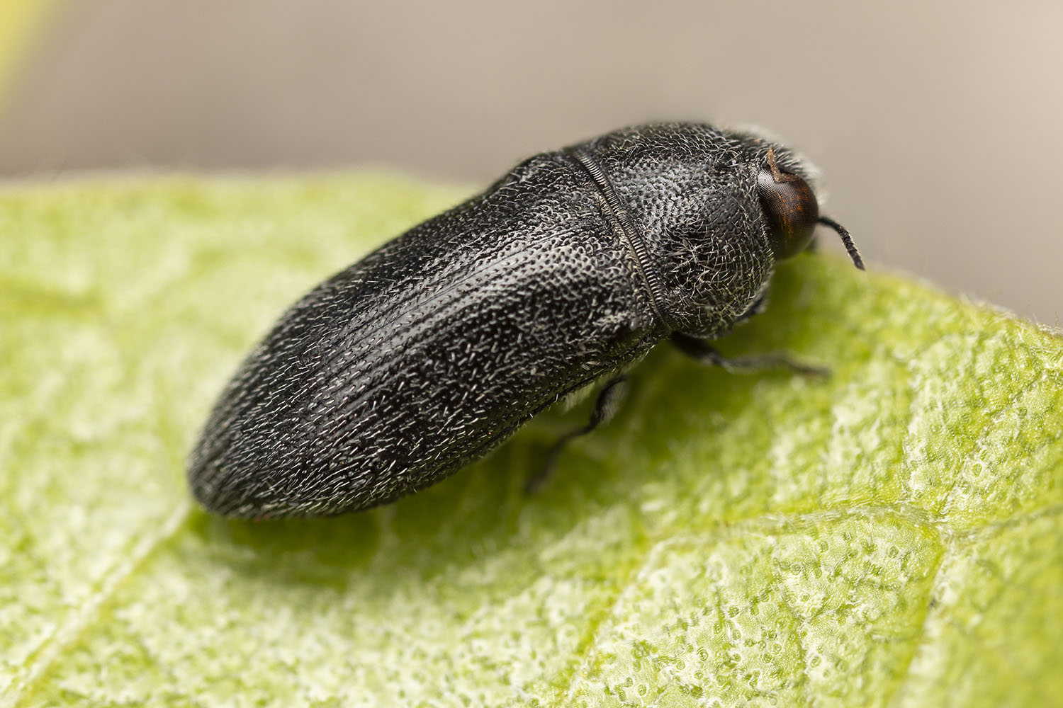 Acmaeodera sp10 