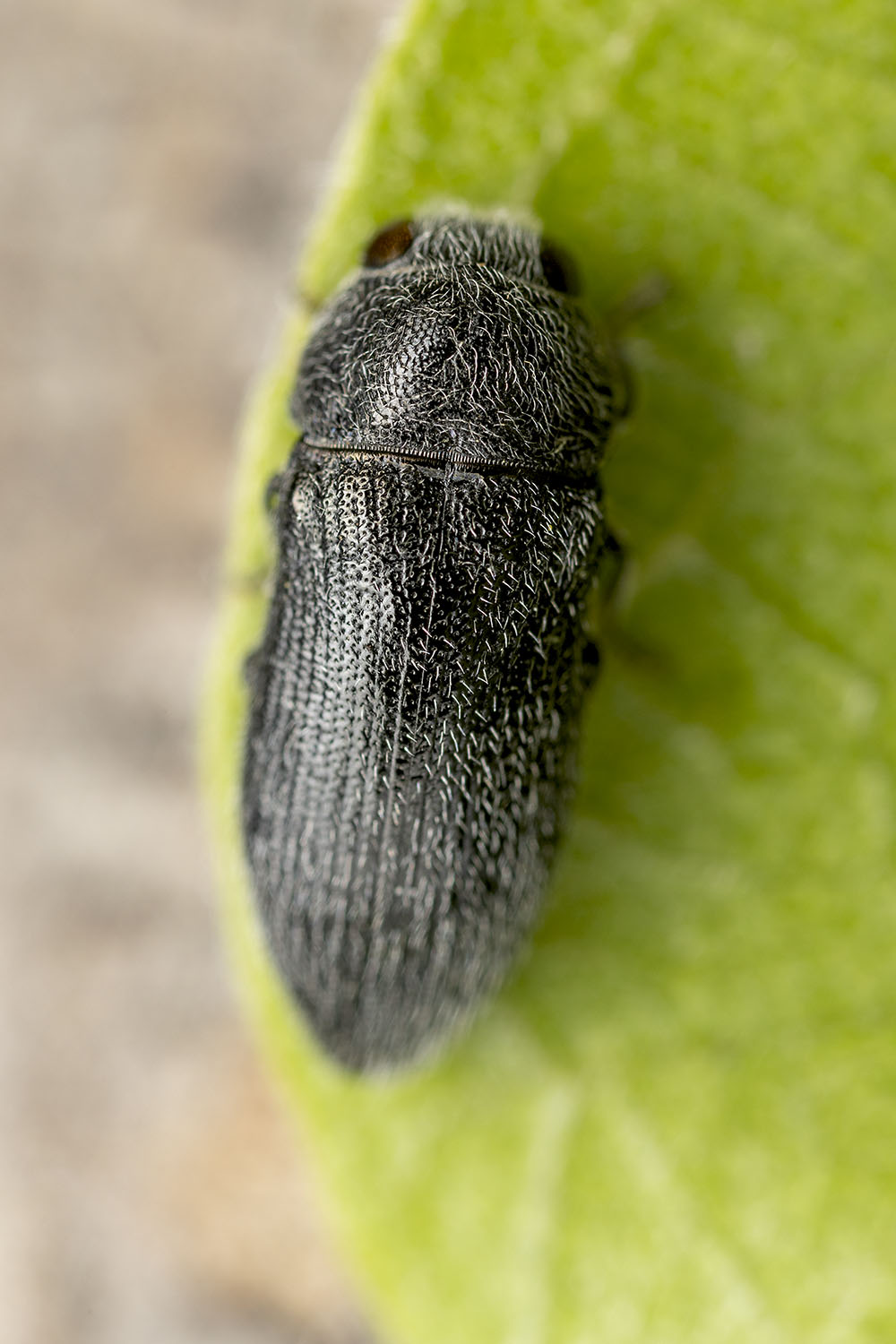 Acmaeodera sp10 