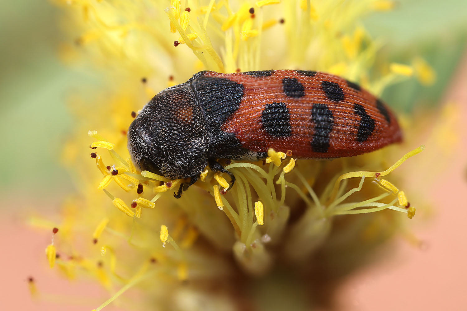 Acmaeodera stellata 