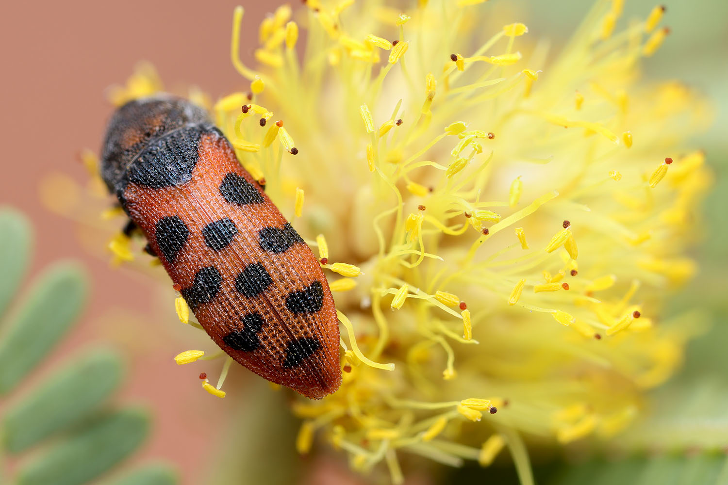 Acmaeodera stellata 