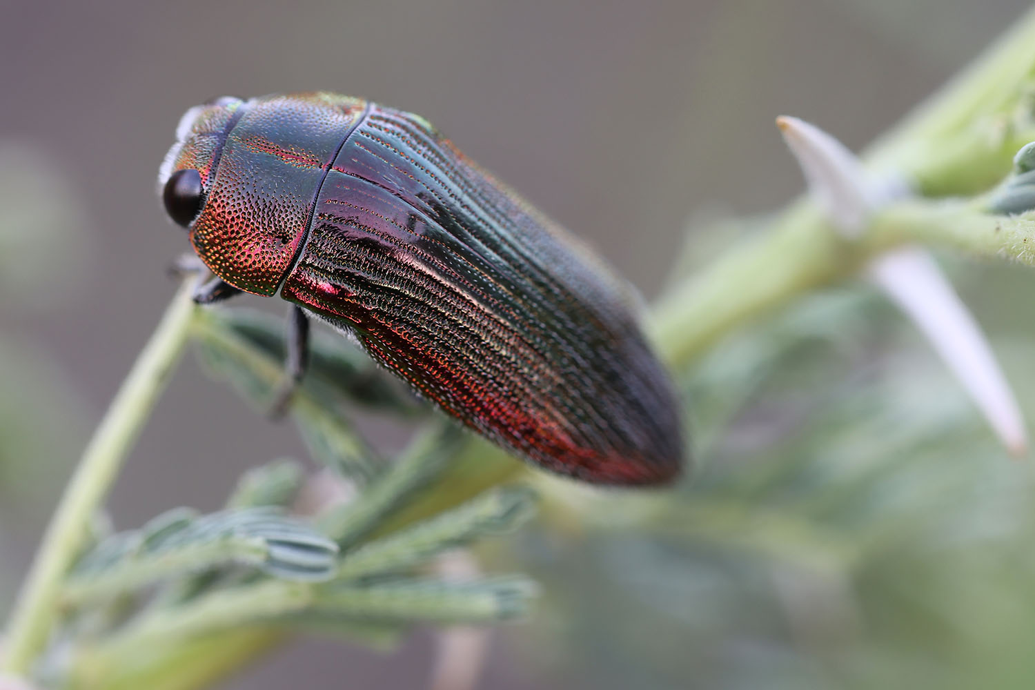 Acmaeodera viridaenea 