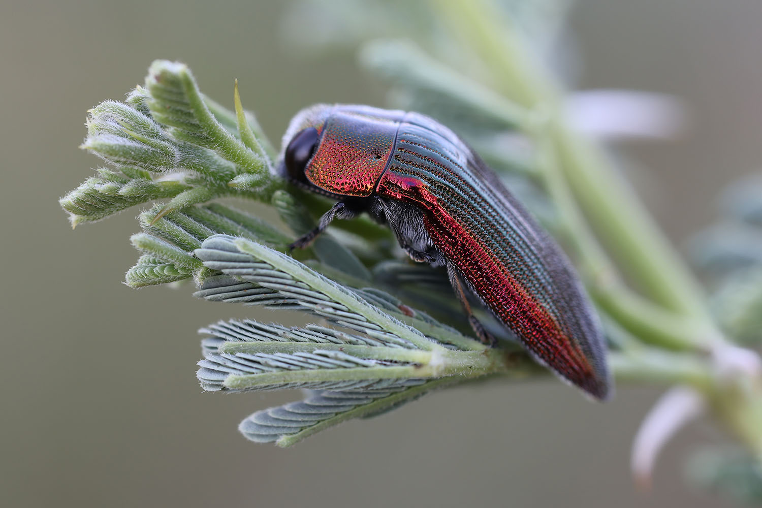 Acmaeodera viridaenea 