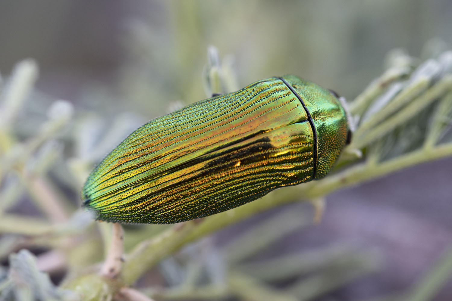 Acmaeodera viridaenea 