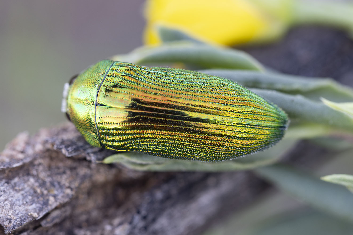 Acmaeodera viridaenea 