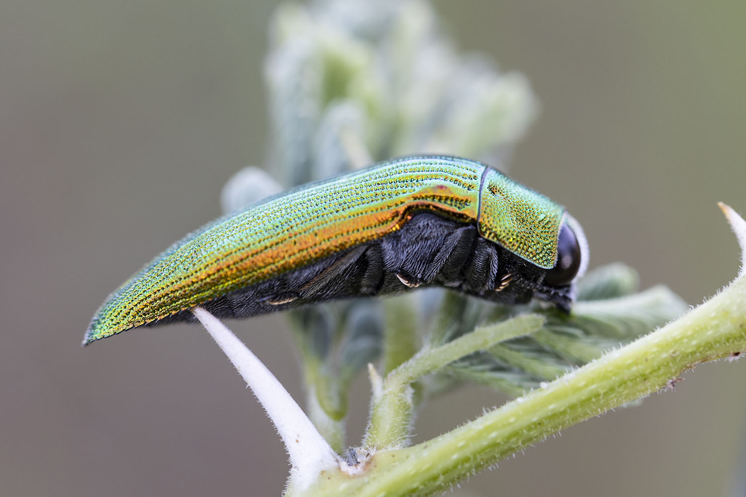 Acmaeodera viridaenea 